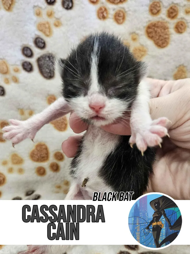 Cassander Cain thumbnail 3