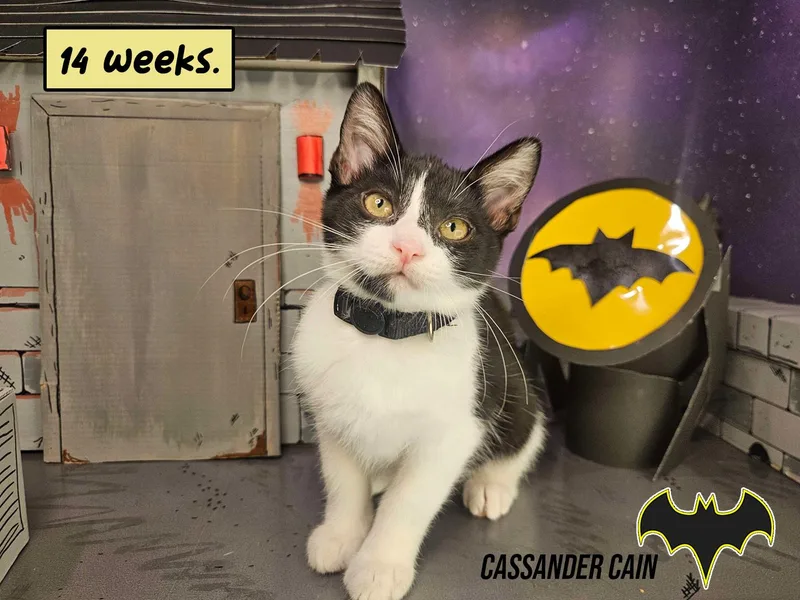 Cassander Cain thumbnail 6
