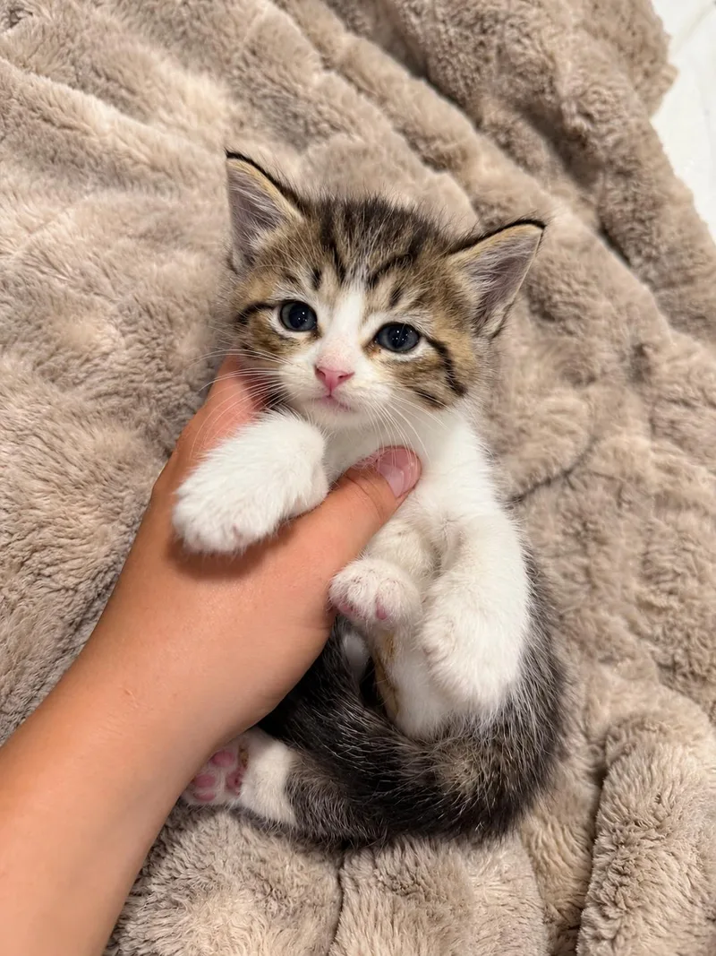 A baby medium-sized female Siamese cat named Maple for adoption in toledo, OH