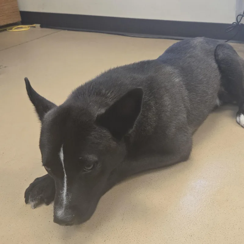 An adult medium-sized male Black Pit Bull Terrier dog named Milky Way for adoption in Xenia , OH