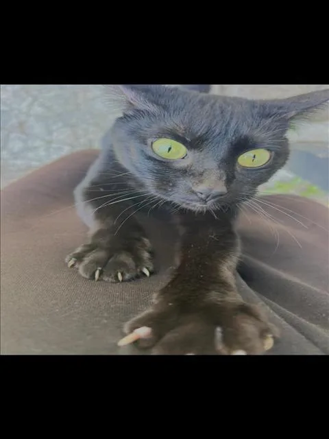 A young medium-sized female Domestic Short Hair cat named Circuit for adoption in Tulsa, OK