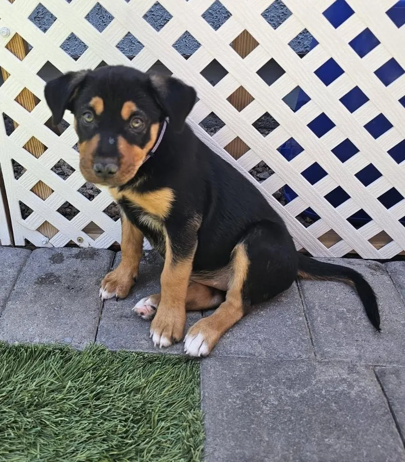 A baby medium-sized female Shepherd dog named Allison for adoption in Mesa, AZ