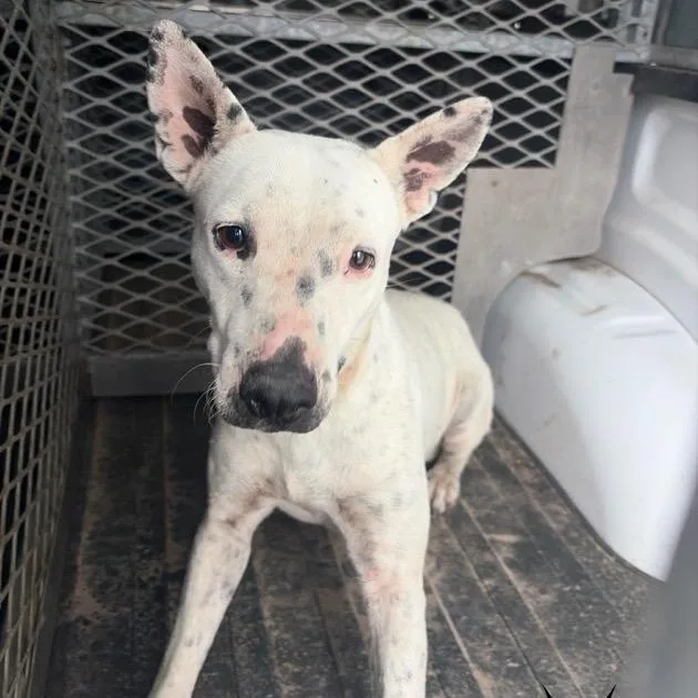 A baby small-sized female White / Cream Pit Bull Terrier dog named June for adoption in Edinburg, TX