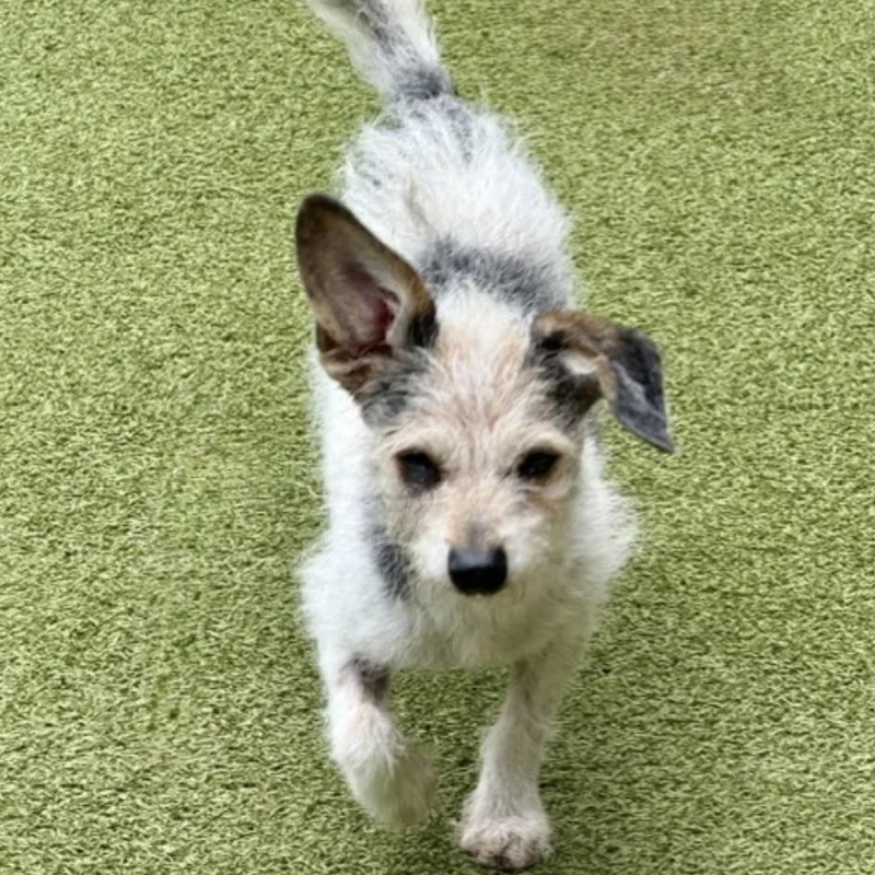 An adult small-sized male Terrier dog named Jackson Browne for adoption in Norwalk, CT