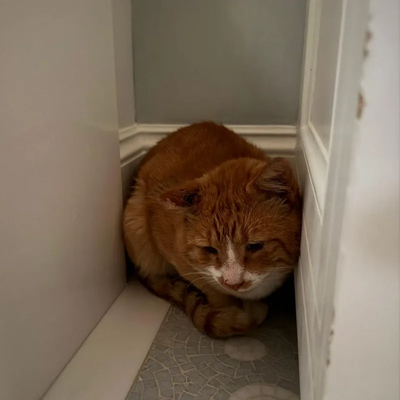 An adult large-sized male Domestic Short Hair cat named Wyatt for adoption in New York, NY