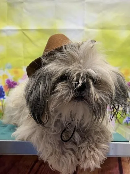 An adult small-sized female Shih Tzu dog named Quinoa for adoption in San Antonio, TX