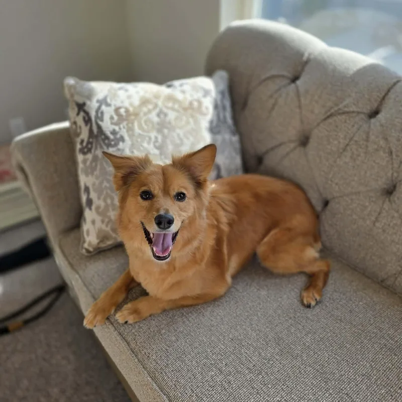 An adult medium-sized female Brown / Chocolate Australian Shepherd dog named Daisy for adoption in Mead, CO