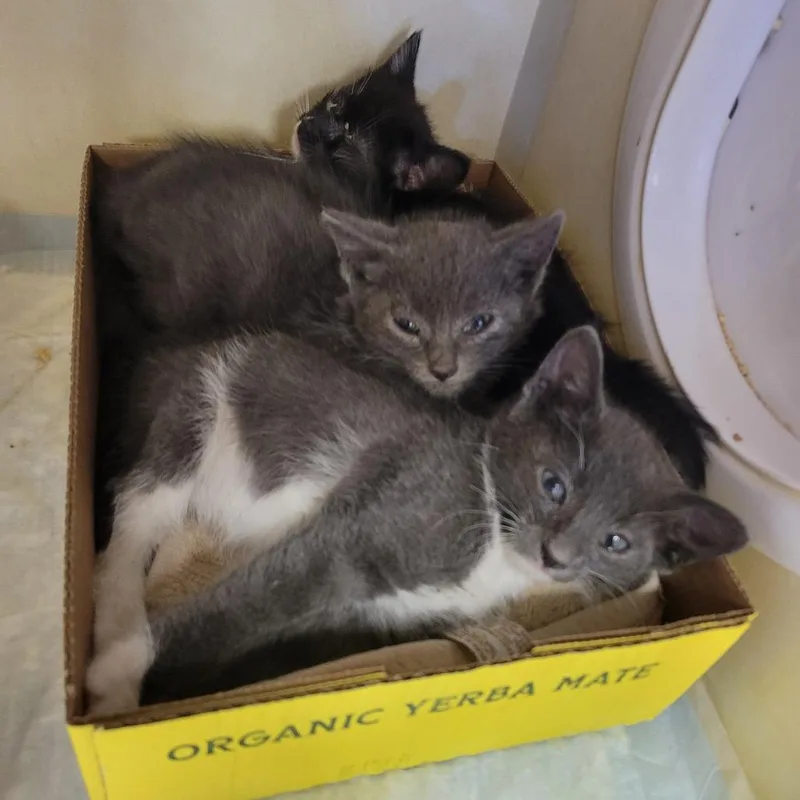 A baby small-sized male Gray / Blue / Silver Domestic Short Hair cat named Anchor Away for adoption in Westminster, CA