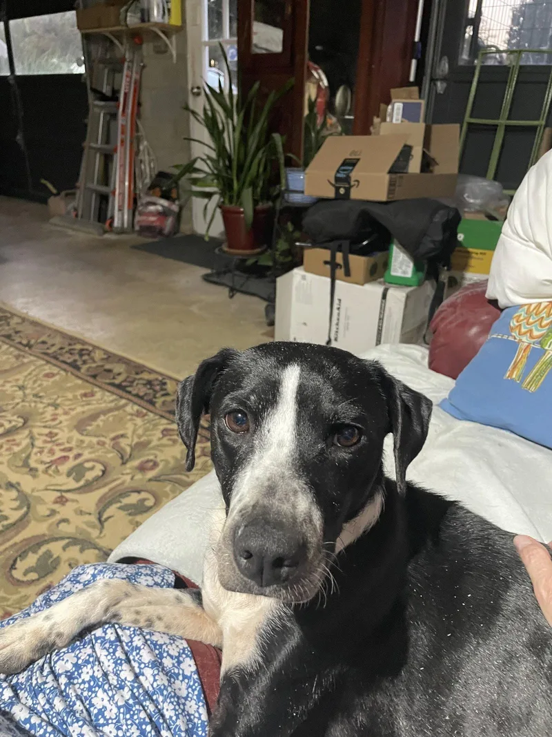 An adult small-sized female Labrador Retriever dog named Zoey for adoption in Holly Springs, NC