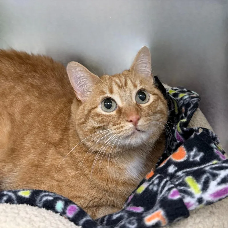 An adult medium-sized female Domestic Short Hair cat named Bunny for adoption in State College, PA