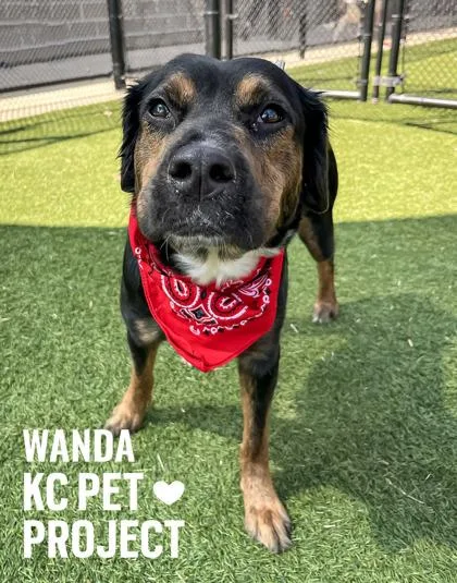 An adult large-sized female Black Mixed Breed dog named Wanda for adoption in Kansas City, MO