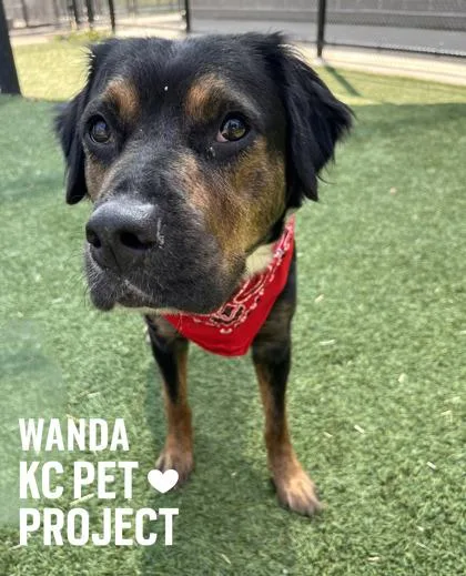 Wanda thumbnail 2