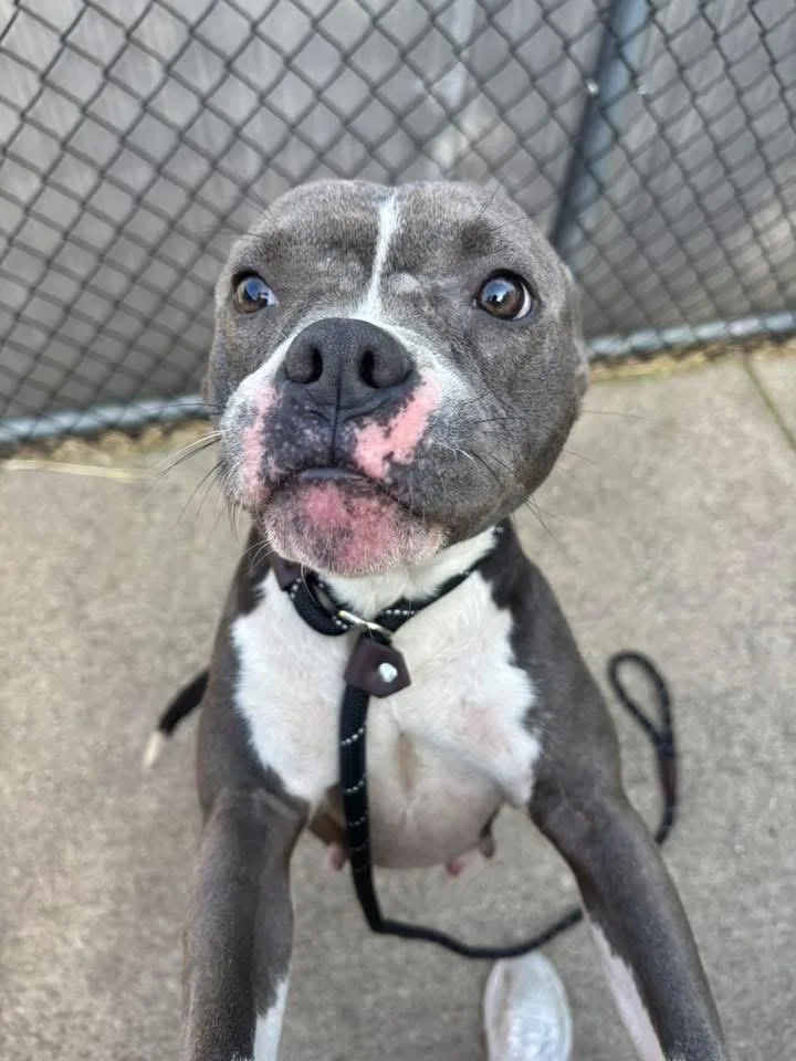 An adult medium-sized female Gray / Blue / Silver Pit Bull Terrier dog named Capelette for adoption in Chicago, IL