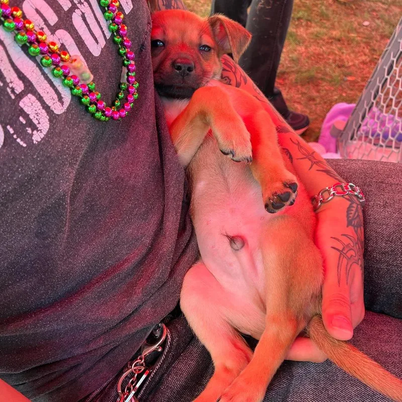 A baby small-sized male Chihuahua dog named Kujo for adoption in San Antonio, TX