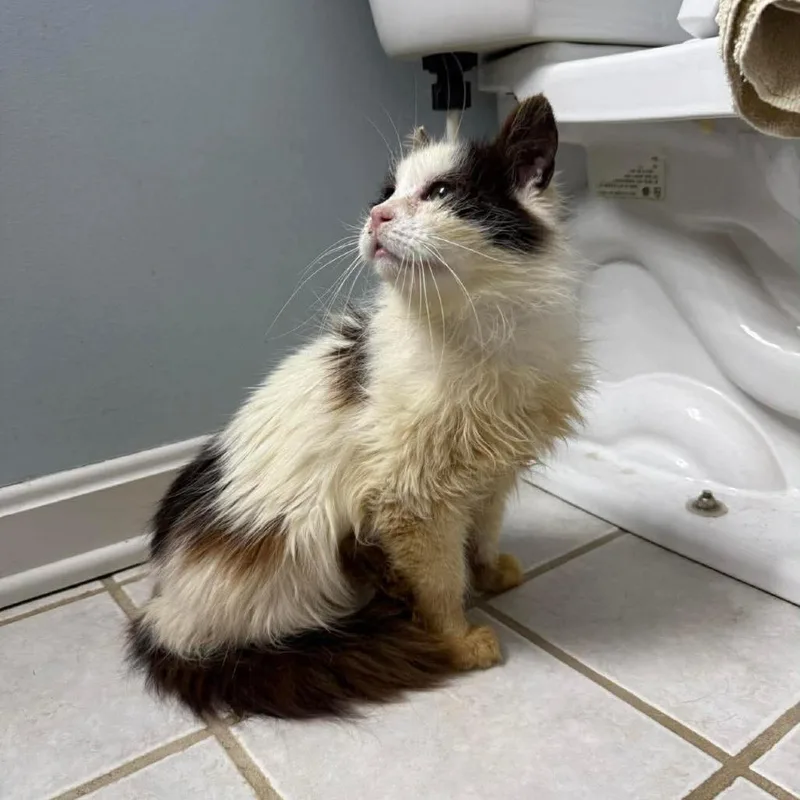 A baby small-sized female White Domestic Long Hair cat named Kiwi Bowers for adoption in Woodstock, VA