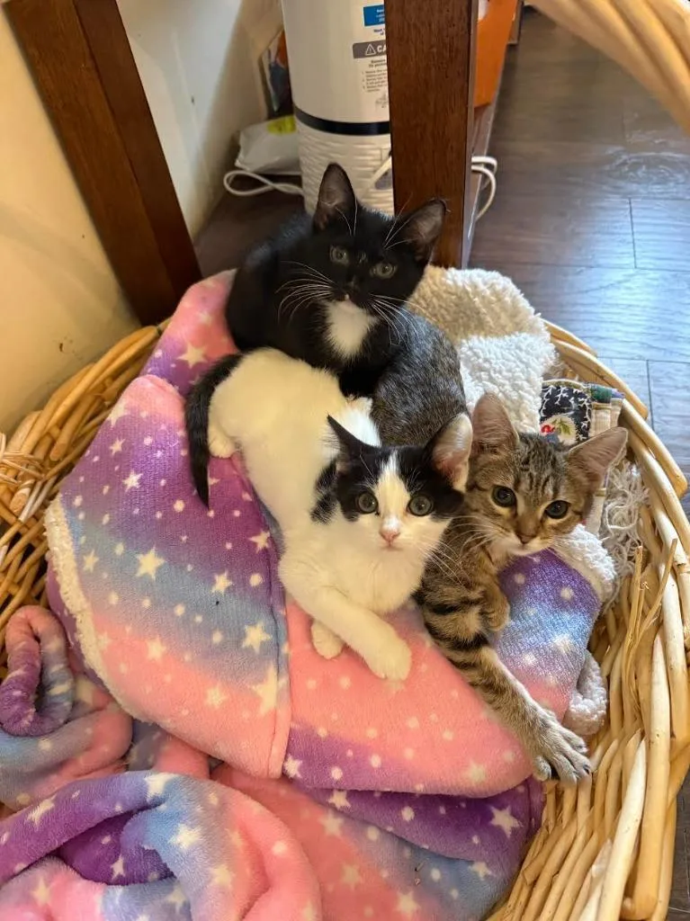 A baby medium-sized female Domestic Short Hair cat named Birdie for adoption in Salt Lake City, UT