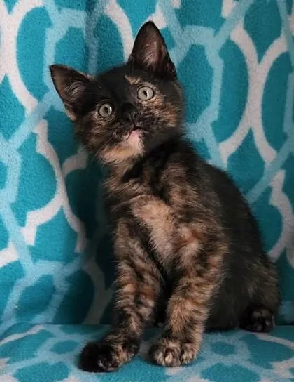 A baby small-sized female Black Domestic Short Hair cat named Vesta for adoption in Kansas City, MO