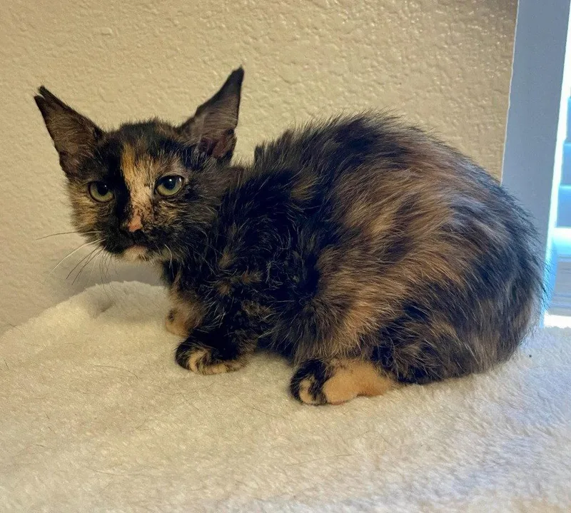A baby medium-sized female Domestic Short Hair cat named Megan for adoption in St. Helens, OR