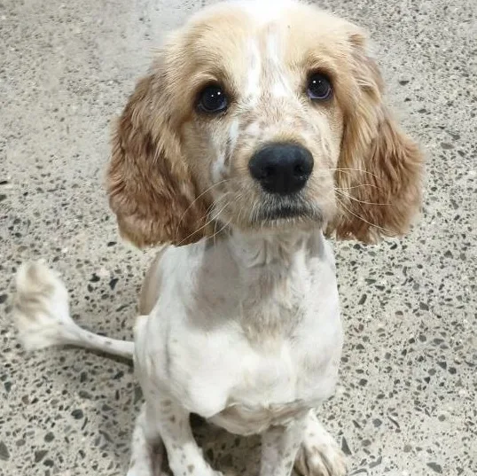 Banjo