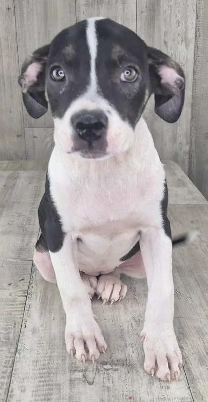 An adult small-sized female Terrier dog named Chiba for adoption in Shreveport, LA