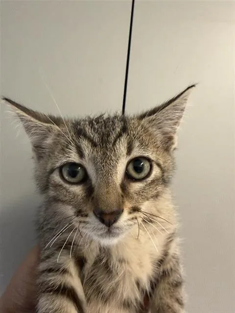 A baby small-sized male Domestic Short Hair cat named Hunter for adoption in Houston, TX