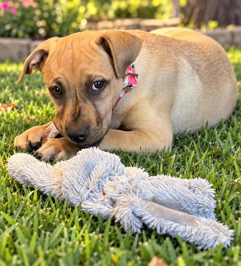 A baby medium-sized female Pit Bull Terrier dog named Sienna for adoption in Mansfield, TX