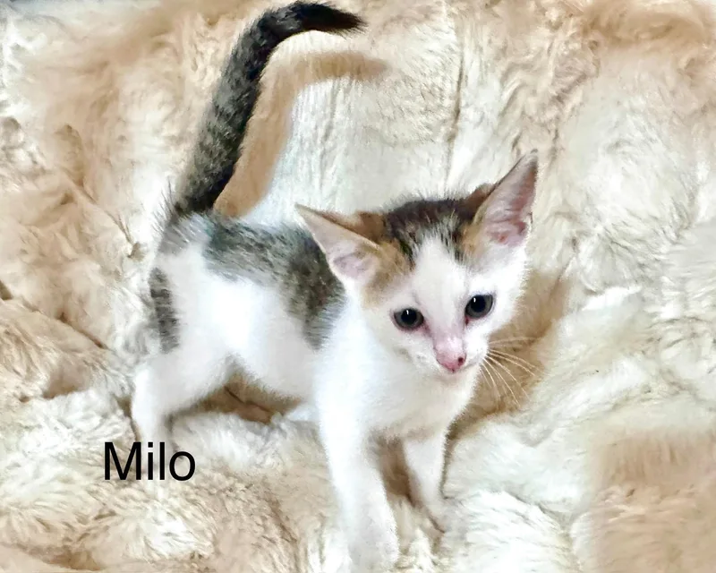 A baby medium-sized male Torbie Domestic Short Hair cat named Milo for adoption in South Elgin, IL