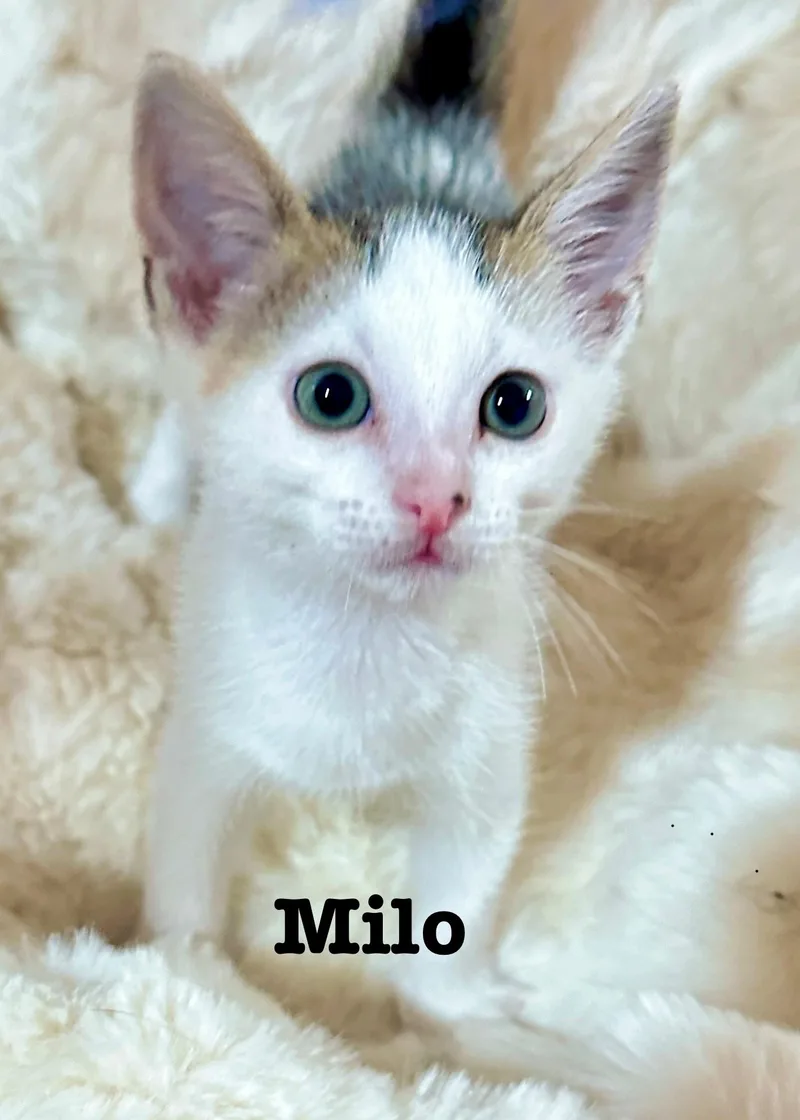 Milo thumbnail 2
