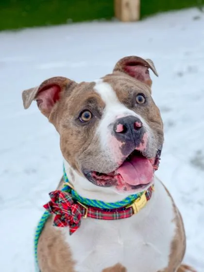 Draco Malfoy thumbnail 2