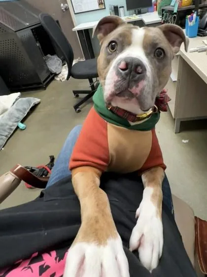 Draco Malfoy thumbnail 3