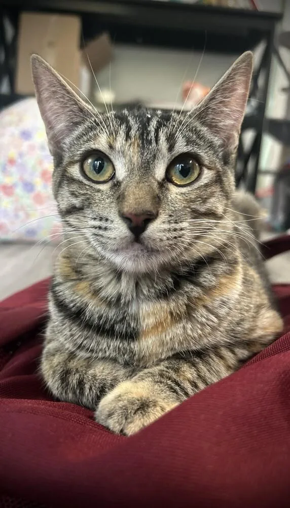 A baby small-sized female Domestic Short Hair cat named Bunny for adoption in Hudson, NH