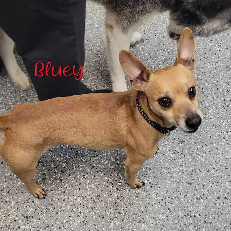 Bluey