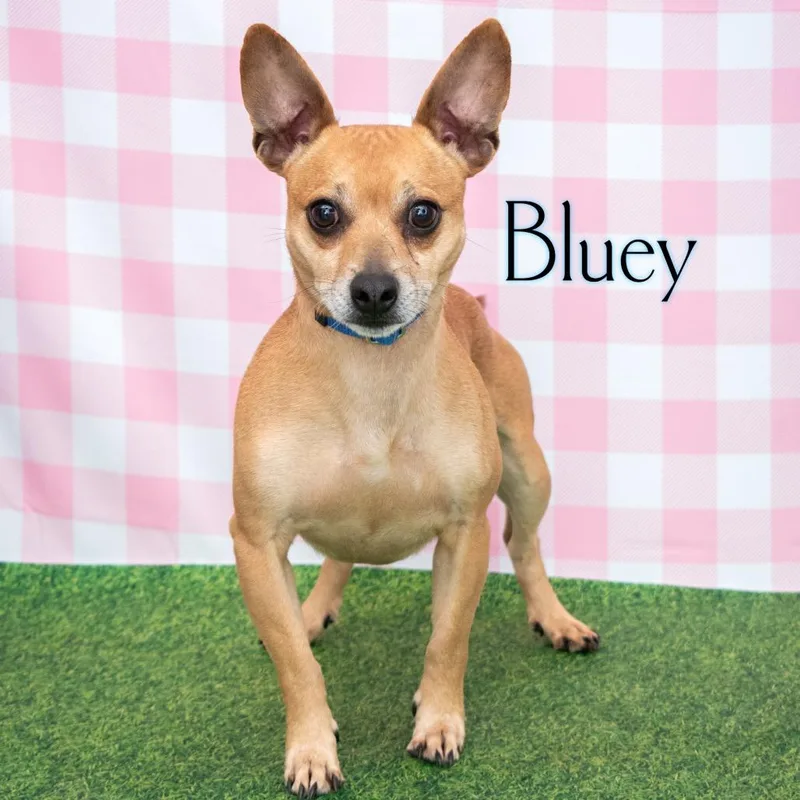 Bluey thumbnail 2