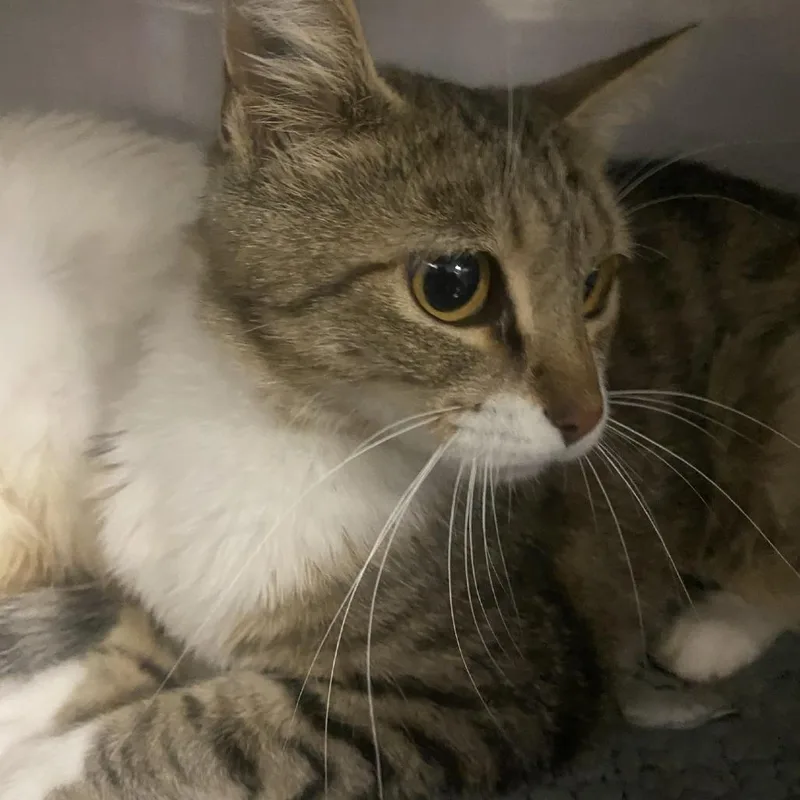 A young medium-sized female Domestic Short Hair cat named Tabatha for adoption in Henderson, NV