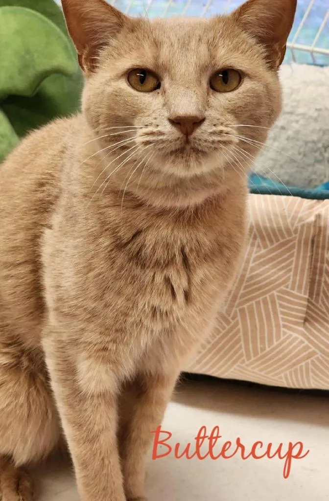 An adult medium-sized female Domestic Short Hair cat named Buttercup for adoption in Muskegon, MI