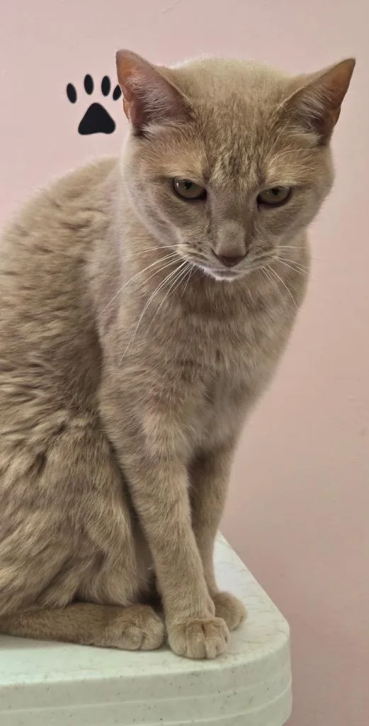 Buttercup thumbnail 3