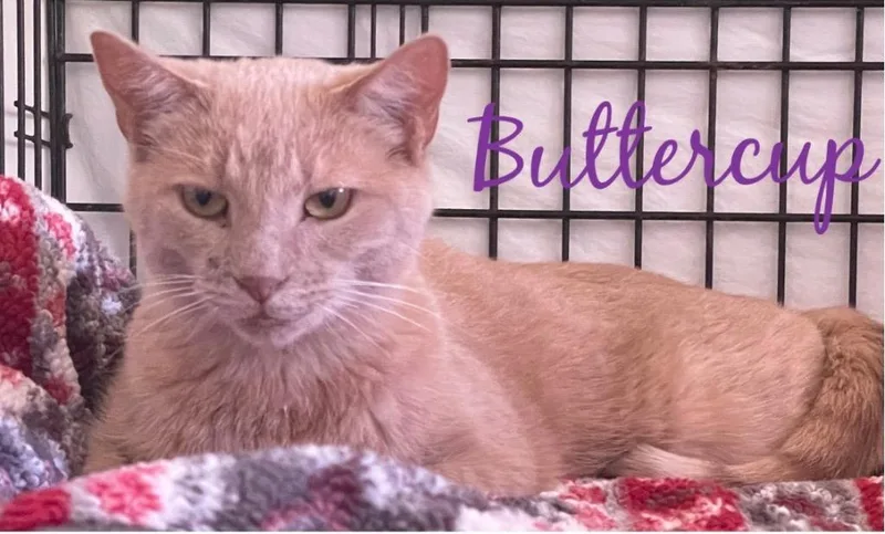 Buttercup thumbnail 5