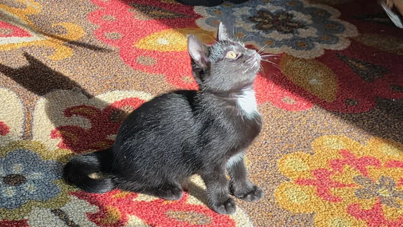 A baby medium-sized female Domestic Short Hair cat named Magnus and Sugar Toes for adoption in De Pere, WI