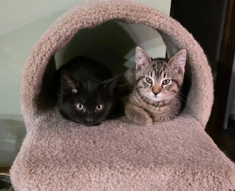 Magnus and Sugar Toes thumbnail 5