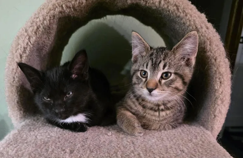 Magnus and Sugar Toes thumbnail 6