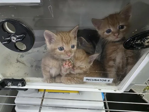 A baby small-sized male Domestic Short Hair cat named Walker for adoption in Ridgewood, NY