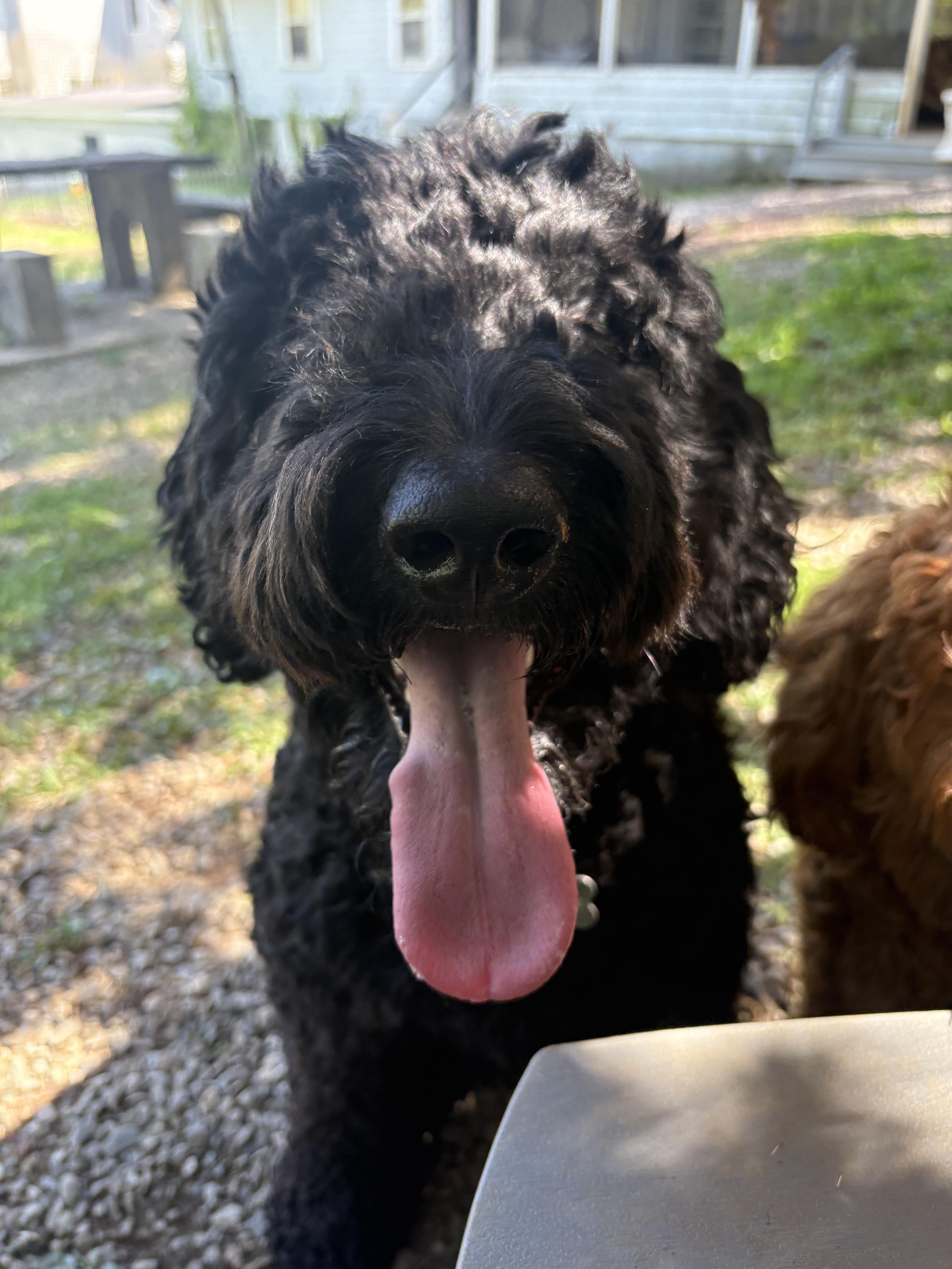 An adult large-sized male Black Labradoodle dog named Archie for adoption in Guilford, CT