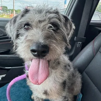 A baby medium-sized female Poodle dog named Guppy for adoption in Morton Grove, IL
