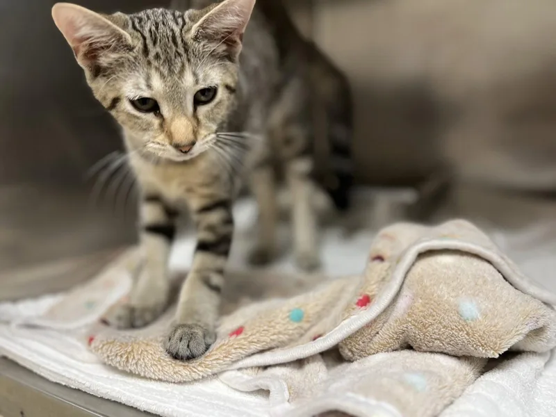 A young medium-sized male Domestic Short Hair cat named Neil for adoption in Hilton Head Island, SC