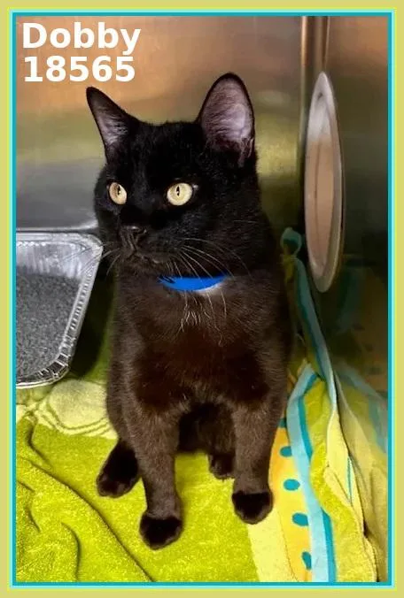 A young medium-sized male Black Domestic Short Hair cat named Dobby for adoption in Marietta, GA