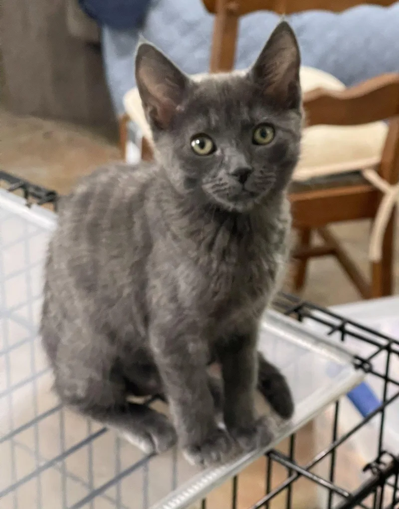 A baby medium-sized female Gray / Blue / Silver Domestic Short Hair cat named Maddy for adoption in Oviedo, FL