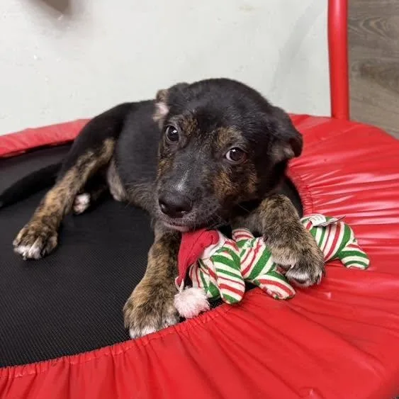 A young medium-sized male Mixed Breed dog named Cimarron for adoption in Racine, WI