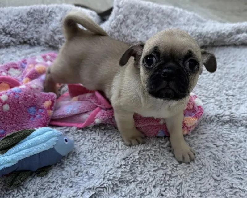 A baby small-sized female Pug dog named Raven for adoption in Corona, CA