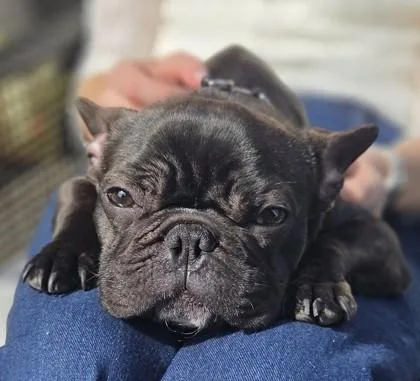 Marley Moo thumbnail 2