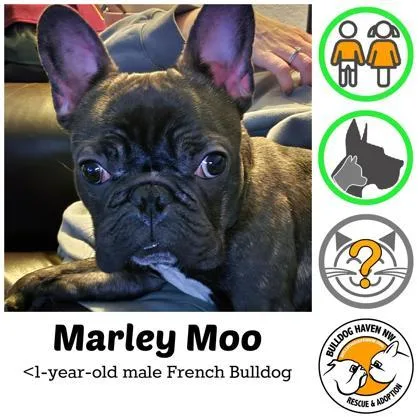 A young small-sized male Brindle French Bulldog dog named Marley Moo for adoption in Bonney Lake, WA
